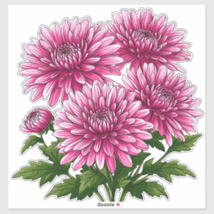 Sticker Chrysanthèmes roses vibrants en fleurs