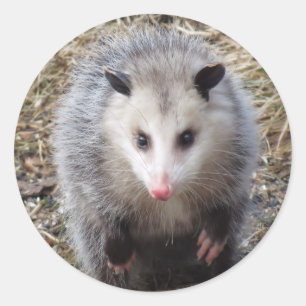 Sticker Classic rond Possum