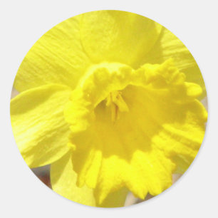 Sticker classique Daffodil