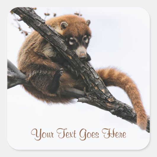 Sticker: Coatimundi #5 (Vierkant) Vierkante Sticker (Voorkant)