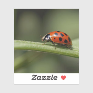 Sticker Coccinelle Insecte