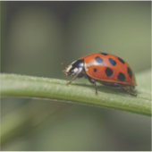Sticker Coccinelle Insecte (Devant)