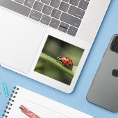 Sticker Coccinelle Insecte (Ordinateur portable avec iPhone)