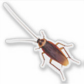 Sticker Cockroach (Devant)