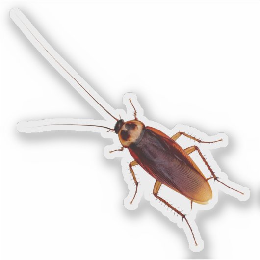 Sticker Cockroach (Devant)