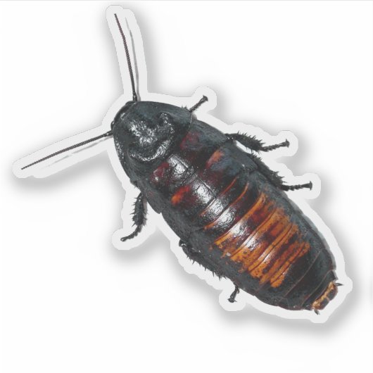 Sticker Cockroach géant (Devant)