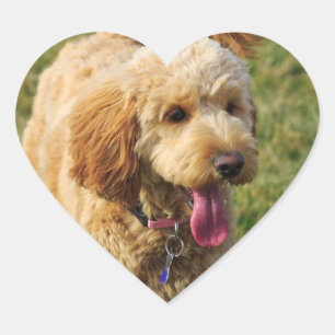 Sticker Cœur Adorable Goldendoodle Chien