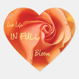Sticker Cœur Apricot Peach Rose Flower Close Up