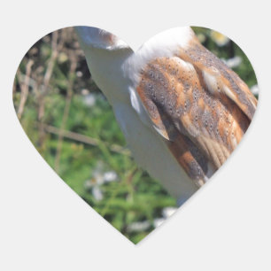 Sticker Cœur Barn Owl