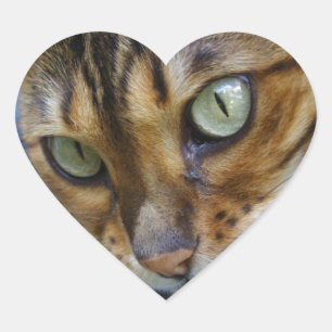 Sticker Cœur Beau chat Bengal