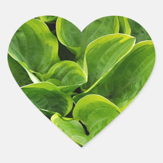 Sticker Cœur Beau plante hosta vert (Devant)