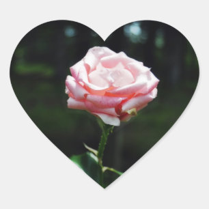 Sticker Cœur Beau rose de rose