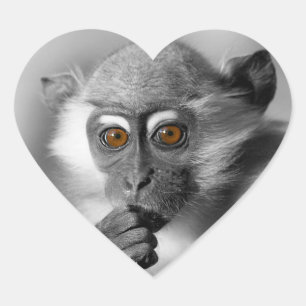 Sticker Cœur Bébé Mangabey Singe