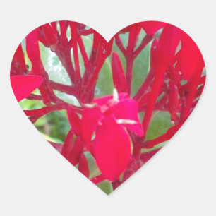 Sticker Cœur Belle fleur de sang Milkweed Art Imprimer/Graphiqu