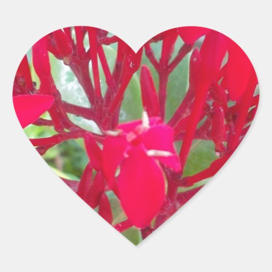 Sticker Cœur Belle fleur de sang Milkweed Art Imprimer/Graphiqu (Devant)