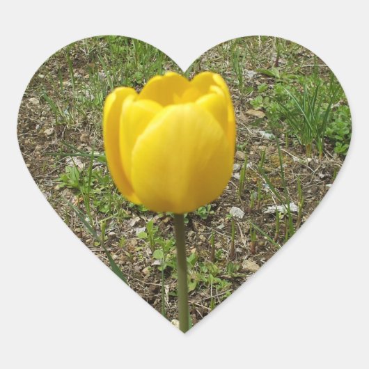 Sticker Cœur Belle Tulipe Jaune (Devant)
