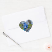Sticker Cœur Blue Jay (Enveloppe)