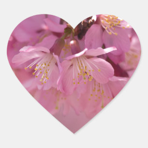 Sticker Cœur Bouquet délicat de fleurs de cerisier Sakura rose