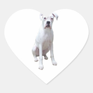 Sticker Cœur BOXER - Chien blanc.png