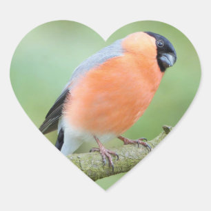 Sticker Cœur Bullfinch
