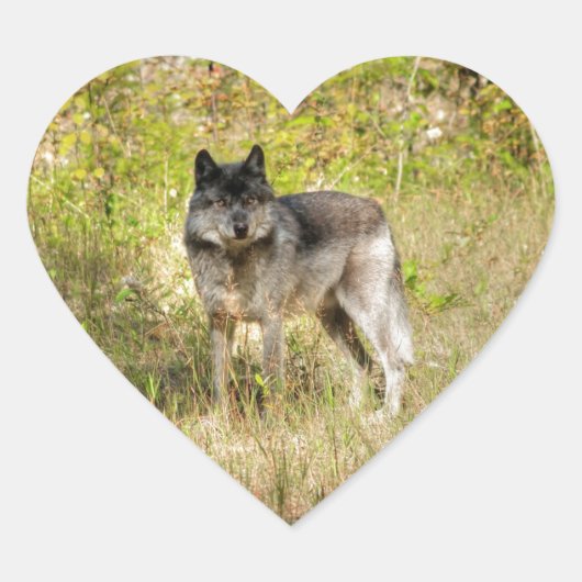Sticker Cœur Cadeau photo Gray Wolf & Wilderness (Devant)