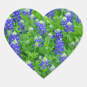 Sticker Cœur Champ Bluebonnet