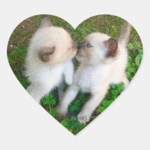 chatons qui s'embrassent