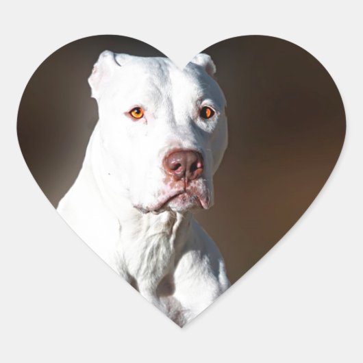 Sticker Cœur Chien Secouru blanc américain Pitbull Terrier (Devant)