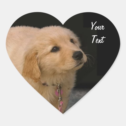 Sticker Cœur Chiot Golden Retriever (Devant)