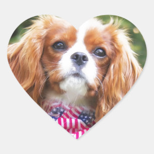 Sticker Cœur Chiots Cavalier King Charles au drapeau américain