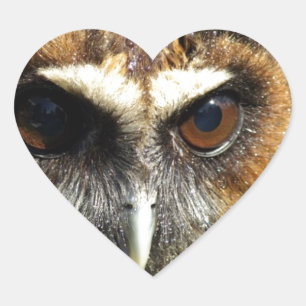 Sticker Cœur Chouettes Oiseaux animaux Nature Parc Arbre Harmon