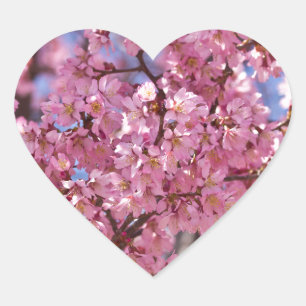 Sticker Cœur Ciel Rose de Cerisier Sakura
