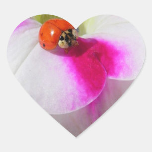 Sticker Cœur Coccinelle sur l'autocollant pétunia