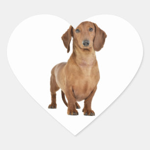 Sticker Cœur Coeur d'amour Brown pour le chien chiot