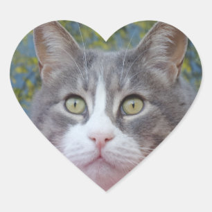 Sticker Cœur Coeur de chat blanc/gris
