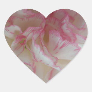 Sticker Cœur Coeur d'oeillet blanc et rose