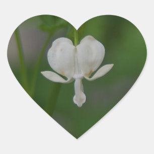 Sticker Cœur Coeur saignant
