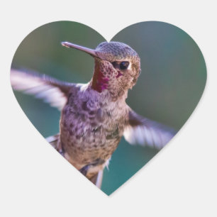 Sticker Cœur Colibri