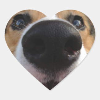 Sticker Cœur Collection Welsh Corgi Chien Nose