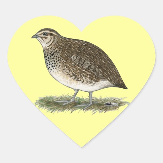 Sticker Cœur Coturnix Quail (Devant)