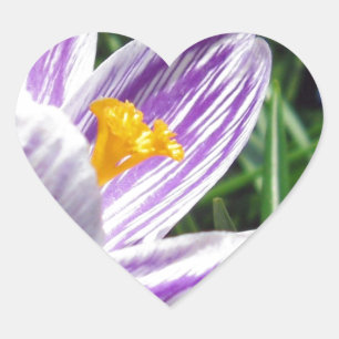 Sticker Cœur Crocus de printemps violet