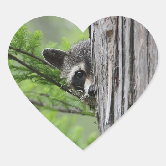 Sticker Cœur Cute Raccoon (Devant)