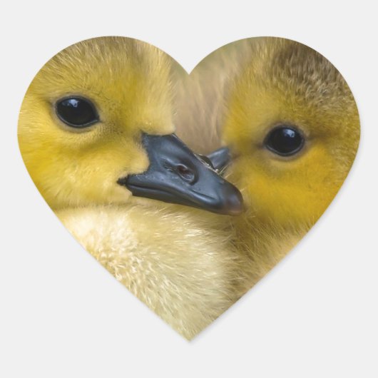Sticker Cœur Cute Yellow Fluffy Ducklings, Baby Ducks (Devant)