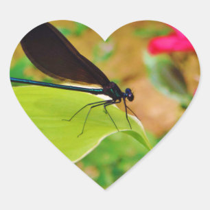 Sticker Cœur Damselfly et Rose