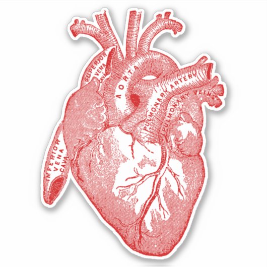 Sticker Coeur d'anatomie humaine vintage (Devant)