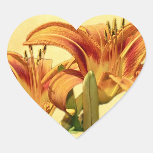 Sticker Cœur Daylilies - Hemerocallis (Devant)