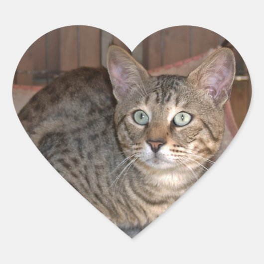 Sticker Coeur de chat Savannah (Devant)