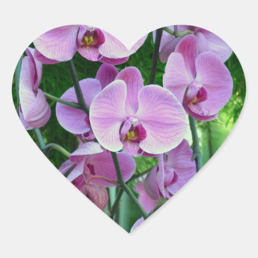 Sticker Cœur Des orchidées violettes aux formes diverses (Devant)