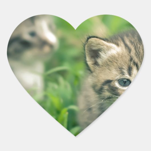 Sticker Cœur Deux chatons jouent dans l'herbe (Devant)