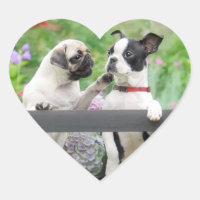Deux chiens par chiot carlin et Boston Terrier ens
